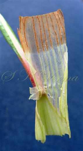  Ochrea
